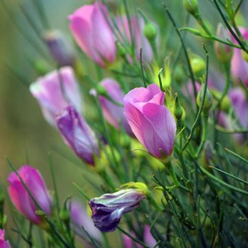 Alyogyne hakeifolia Melissa Anne - Ibisco australiano