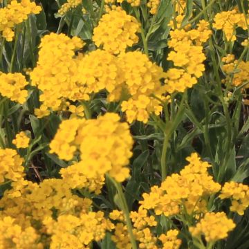 Alyssum saxatile Citrinum - Alisso giallo