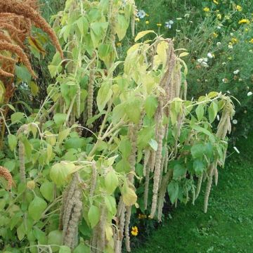 Amaranto Verde - Amaranthus