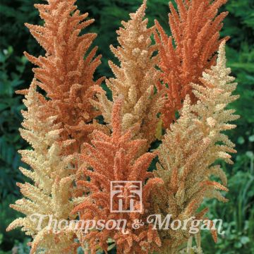 Amaranto Autumn Palette - Amaranthus