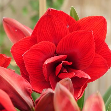Amaryllis Double Dragon - Hypeastrum