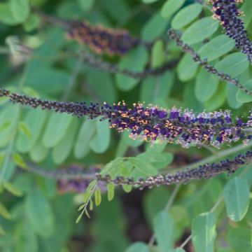 Amorpha ouachitensis