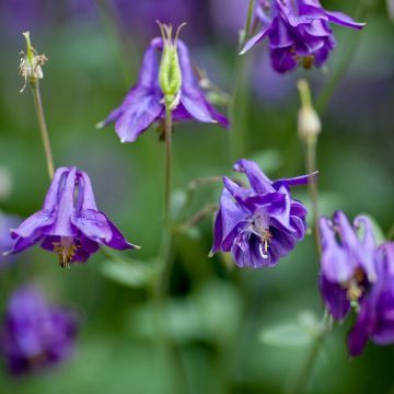 Aquilegia alpina