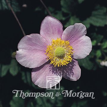 Anemone Japonica Mixed - Anemone giapponese