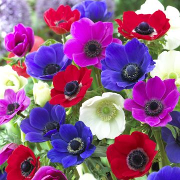 Anemone coronaria Mix - Anemone dei fiorai
