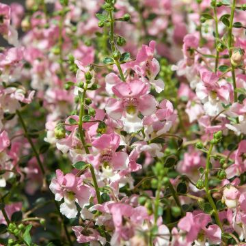 Angelonia angustifolia Angelface Wedgewood Pink 2026