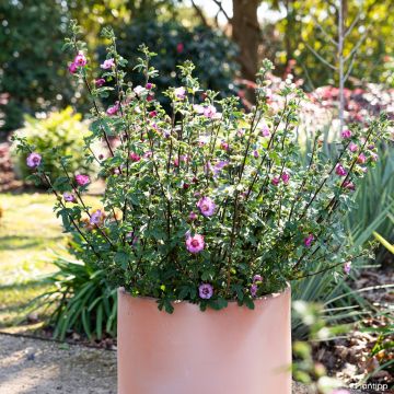 Anisodontea Carnival Lights Gala - Malva del Capo