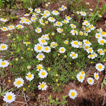 Anthemis cretica