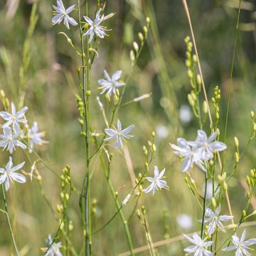 Anthericum liliago - Lilioasfodelo maggiore