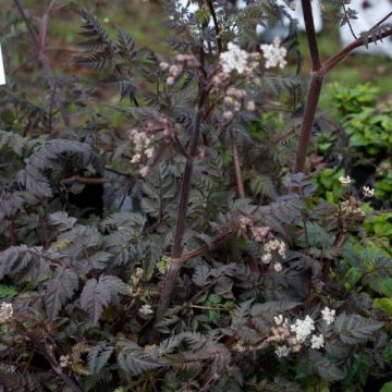 Anthriscus sylvestris Ravenswing - Cerfoglio selvatico