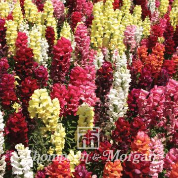Bocca di leone Nanum Dwarf Bedding Mixed
