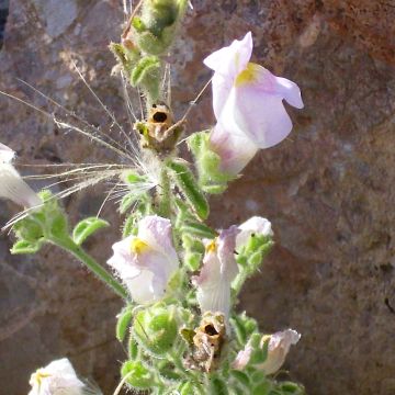 Antirrhinum hispanicum - Antirrino
