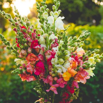 Bocca di leone Maximum varié