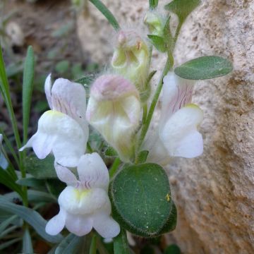Antirrhinum molle - Bocca di leone