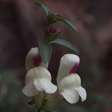 Antirrhinum sempervirens - Bocca di leone