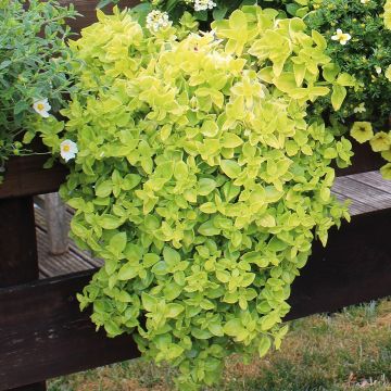 Aptenia cordifolia Golden Cascade