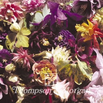 Aquilegia Crown Jewels Mixed