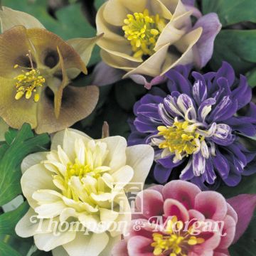Aquilegia Sweet Rainbows