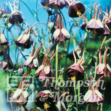 Aquilegia viridiflora Chocolate Soldier (semi)