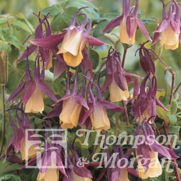 Aquilegia flabellata var. pumila f. kurilensis Rosea