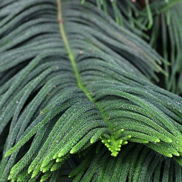 Araucaria heterophylla - Pino di Norfolk