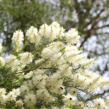 Melaleuca alternifolia - Albero del tè
