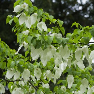 Davidia involucrata - Albero dei fazzoletti