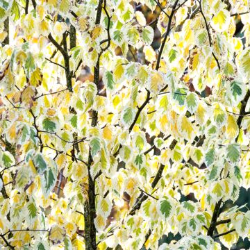 Davidia involucrata Lady Sunshine - Albero dei fazzoletti