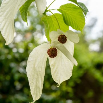 Davidia involucrata var. vilmoriniana - Albero dei fazzoletti