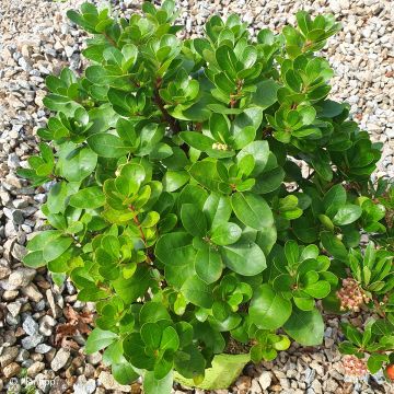 Arbutus unedo Peace and Love - Corbezzolo