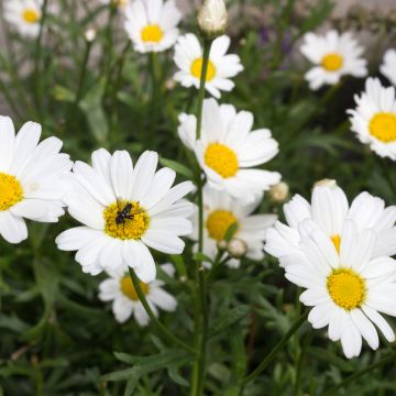 Argyranthemum frutescens Everest White