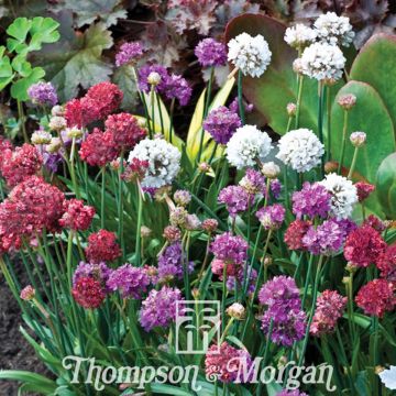 Armeria pseudarmeria Ballerina Mixed