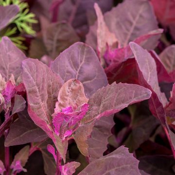 Atriplice degli orti