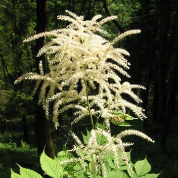 Aruncus dioicus var. kamtschaticus - Barba di capra
