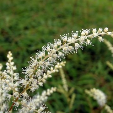 Aruncus dioicus Kneiffii - Barba di capra