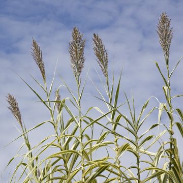 Arundo donax Aureovariegata - Canna comune