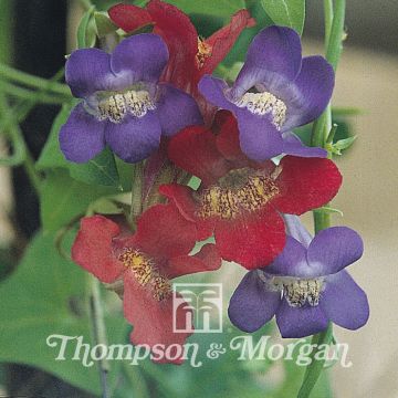 Asarina antirrhiniflora Mixed