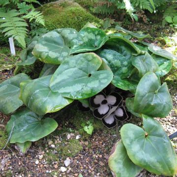 Asarum maximum Giant - Asaro