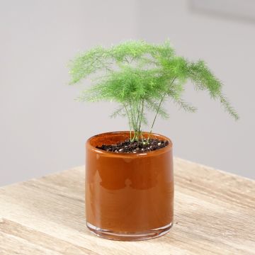 Asparagus plumosus - Asperge des fleuristes