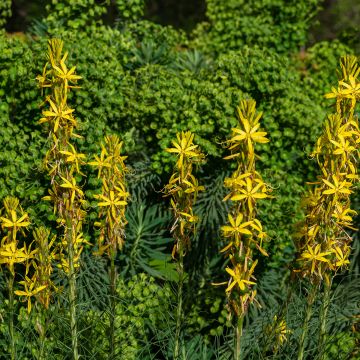 Asphodeline liburnica - Asfodelo della Liburnia