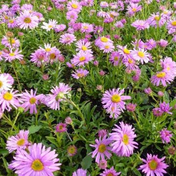 Aster alpinus Happy End - Astro alpino