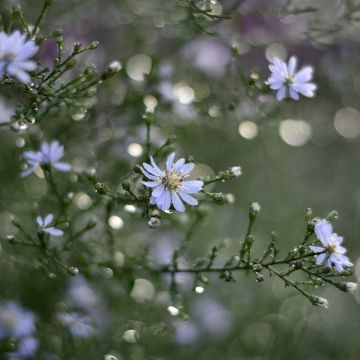 Aster cordifolius Blutenregen
