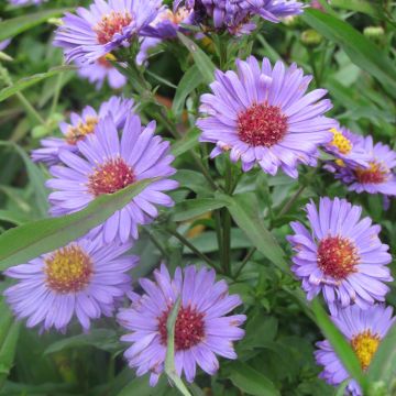 Aster novi-belgii Reitlingstal - Astro settembrino