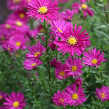 Aster novi-belgii Winston S. Churchill - Astro settembrino