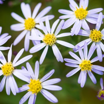 Aster ageratoides Adustus Nanus