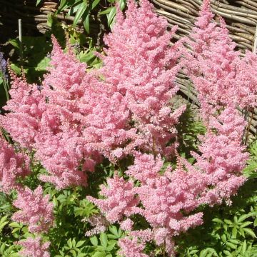 Astilbe Astilbe Amerika