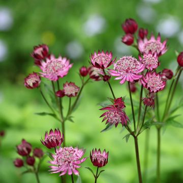 Astrantia major Claret