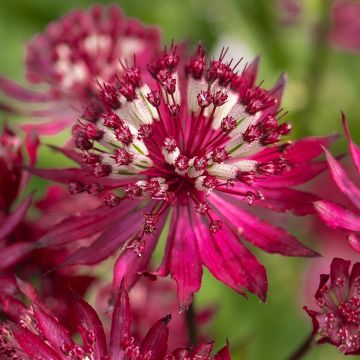 Astrantia major Ruby Flame Hyrume