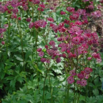 Astrantia major Lars