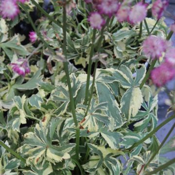 Astrantia major Star of Magic